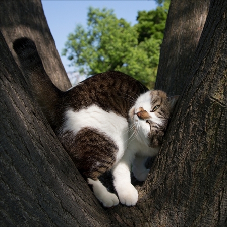 必死すぎるネコ写真展