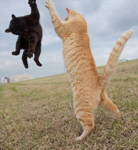 必死すぎるネコ写真展