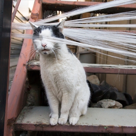 必死すぎるネコ写真展