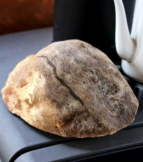 アトリエpuchuco 薪 樹 コブ 年輪 綺麗 美しい 不思議