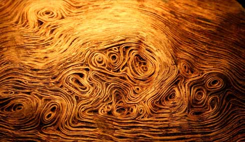アトリエpuchuco 薪 樹 コブ 年輪 綺麗 美しい 不思議
