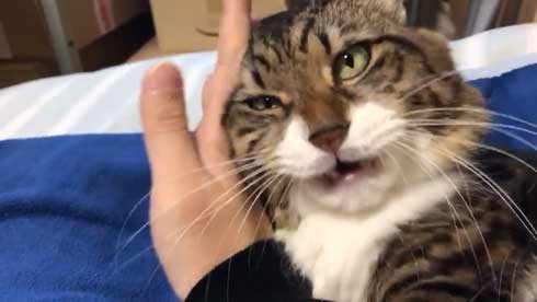 猫 ヤマダ 気が抜けそうな声 腕 ハグ 抱きしめる ラブラブ 飼い主 カネキリカ