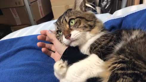 猫のヤマダくん