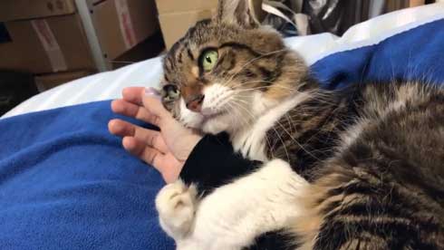猫 ヤマダ 気が抜けそうな声 腕 ハグ 抱きしめる ラブラブ 飼い主 カネキリカ