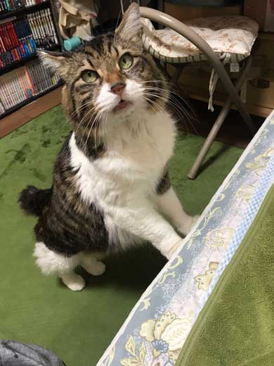 猫 ヤマダ 気が抜けそうな声 腕 ハグ 抱きしめる ラブラブ 飼い主 カネキリカ