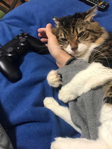 猫 ヤマダ 気が抜けそうな声 腕 ハグ 抱きしめる ラブラブ 飼い主 カネキリカ