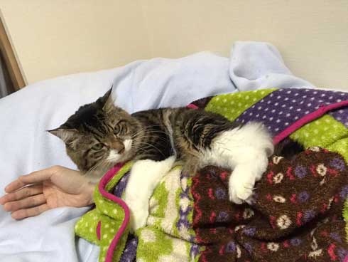 猫 ヤマダ 気が抜けそうな声 腕 ハグ 抱きしめる ラブラブ 飼い主 カネキリカ