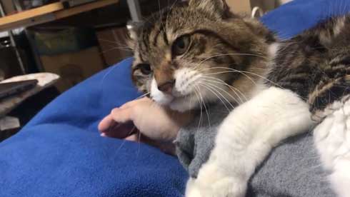 猫 ヤマダ 気が抜けそうな声 腕 ハグ 抱きしめる ラブラブ 飼い主 カネキリカ