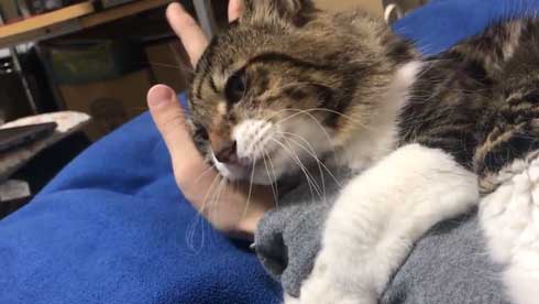 猫 ヤマダ 気が抜けそうな声 腕 ハグ 抱きしめる ラブラブ 飼い主 カネキリカ