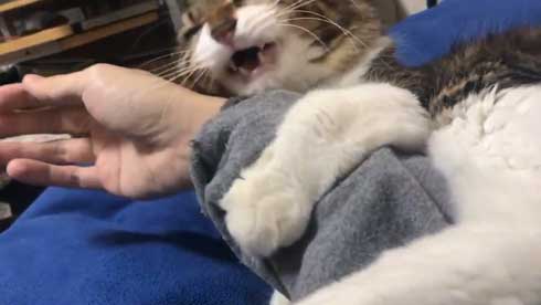 猫 ヤマダ 気が抜けそうな声 腕 ハグ 抱きしめる ラブラブ 飼い主 カネキリカ