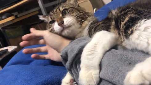 猫 ヤマダ 気が抜けそうな声 腕 ハグ 抱きしめる ラブラブ 飼い主 カネキリカ