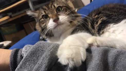 猫 ヤマダ 気が抜けそうな声 腕 ハグ 抱きしめる ラブラブ 飼い主 カネキリカ