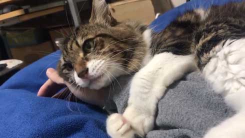 猫 ヤマダ 気が抜けそうな声 腕 ハグ 抱きしめる ラブラブ 飼い主 カネキリカ