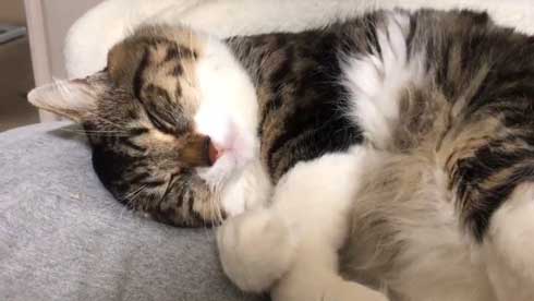 猫 ヤマダ 気が抜けそうな声 腕 ハグ 抱きしめる ラブラブ 飼い主 カネキリカ