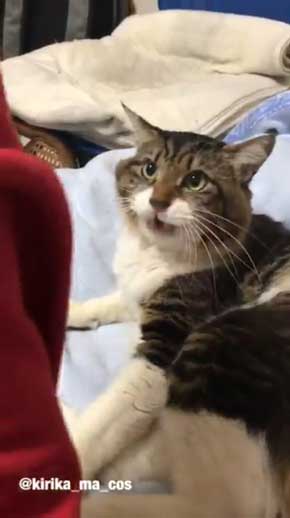 猫 ヤマダ 気が抜けそうな声 腕 ハグ 抱きしめる ラブラブ 飼い主 カネキリカ