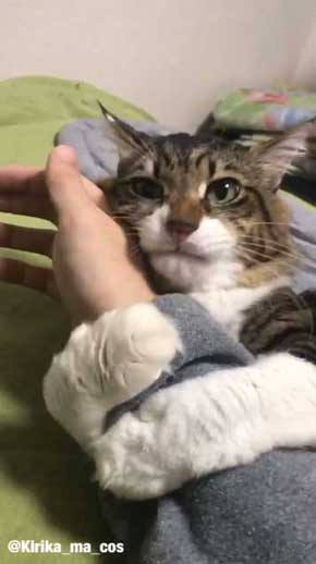 猫 ヤマダ 気が抜けそうな声 腕 ハグ 抱きしめる ラブラブ 飼い主 カネキリカ