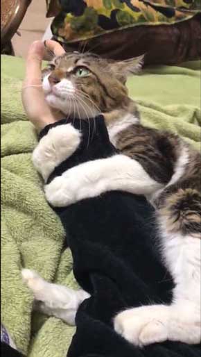 猫 ヤマダ 気が抜けそうな声 腕 ハグ 抱きしめる ラブラブ 飼い主 カネキリカ