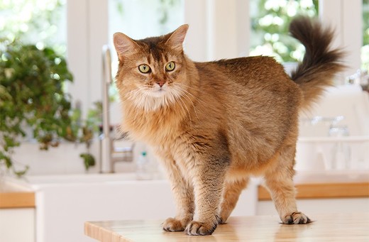 ペット手帳 猫 遊ぶ