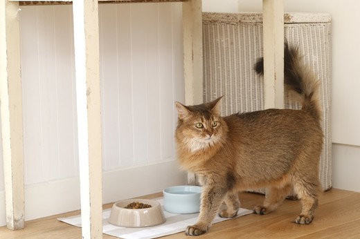 ペット手帳 猫 遊ぶ