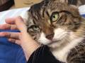 気が抜けるような「んにゃぁあぁあぁあぁ〜」　腕に抱きついた猫ちゃんが撫でられて出す声に癒される