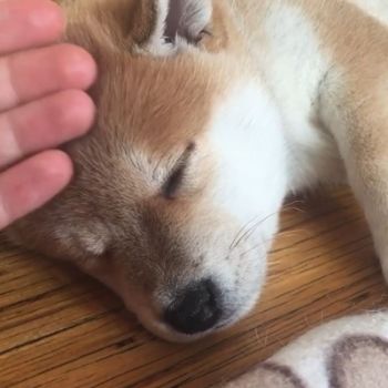 shiba puppy