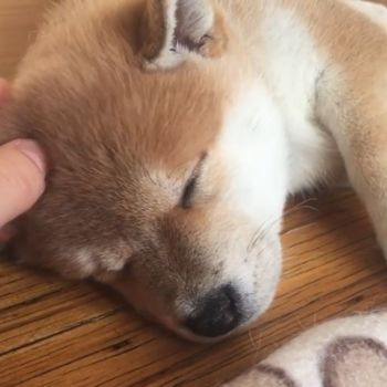 shiba puppy