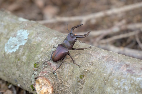 福田亨さん作品