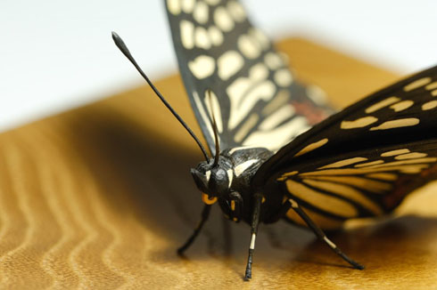 福田亨さん作品