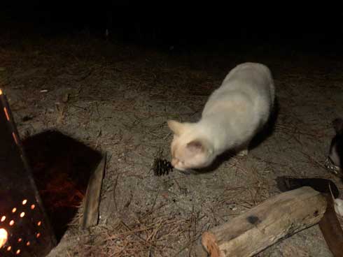 まつぼっくり 持ってくる 猫 キャンプ ソロキャン たき火 交流