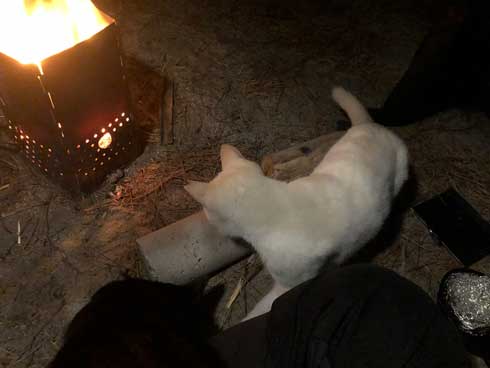 まつぼっくり 持ってくる 猫 キャンプ ソロキャン たき火 交流