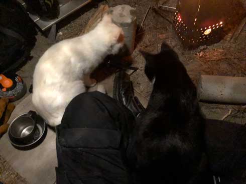 まつぼっくり 持ってくる 猫 キャンプ ソロキャン たき火 交流