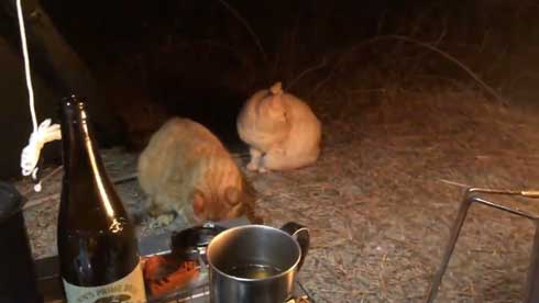 まつぼっくり 持ってくる 猫 キャンプ ソロキャン たき火 交流