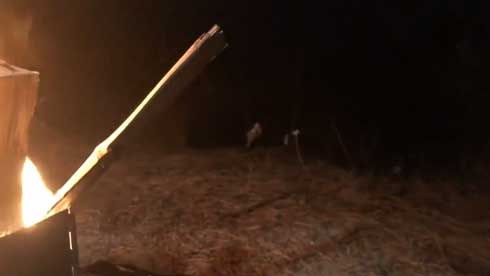 まつぼっくり 持ってくる 猫 キャンプ ソロキャン たき火 交流