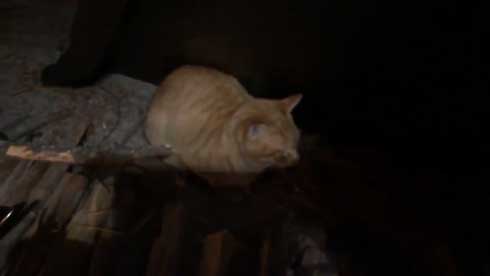 まつぼっくり 持ってくる 猫 キャンプ ソロキャン たき火 交流