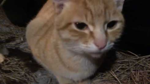 まつぼっくり 持ってくる 猫 キャンプ ソロキャン たき火 交流