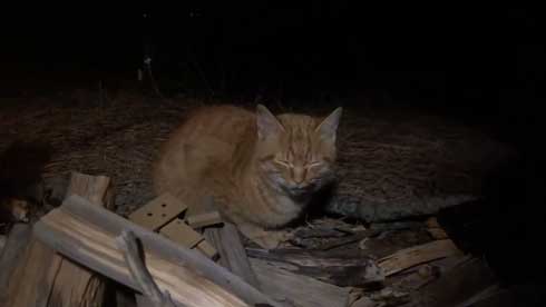 まつぼっくり 持ってくる 猫 キャンプ ソロキャン たき火 交流