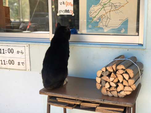 まつぼっくり 持ってくる 猫 キャンプ ソロキャン たき火 交流