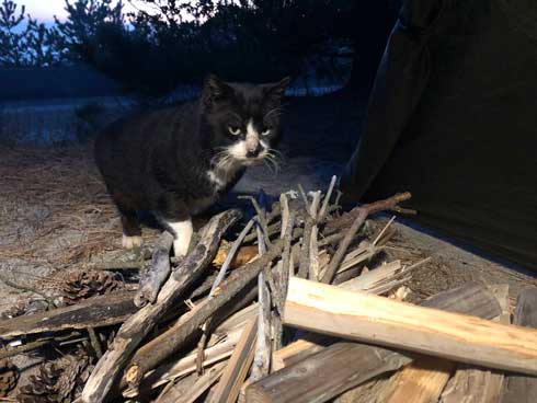 まつぼっくり 持ってくる 猫 キャンプ ソロキャン たき火 交流