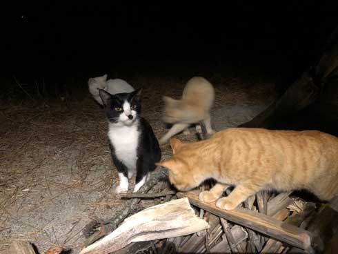 まつぼっくり 持ってくる 猫 キャンプ ソロキャン たき火 交流