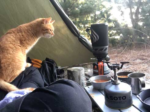 まつぼっくり 持ってくる 猫 キャンプ ソロキャン たき火 交流