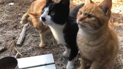 まつぼっくり 持ってくる 猫 キャンプ ソロキャン たき火 交流