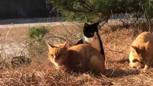 まつぼっくり 持ってくる 猫 キャンプ ソロキャン たき火 交流