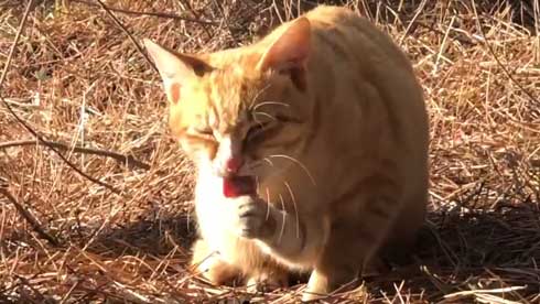 まつぼっくり 持ってくる 猫 キャンプ ソロキャン たき火 交流