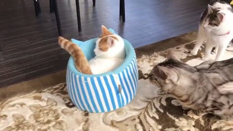 チロルくん 猫ベッド 猫カフェ&ギャラリーGATO