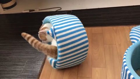 チロルくん 猫ベッド 猫カフェ&ギャラリーGATO