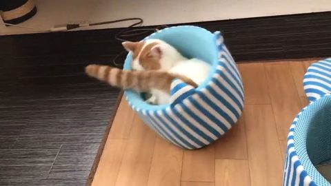 チロルくん 猫ベッド 猫カフェ&ギャラリーGATO