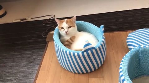 チロルくん 猫ベッド 猫カフェ&ギャラリーGATO