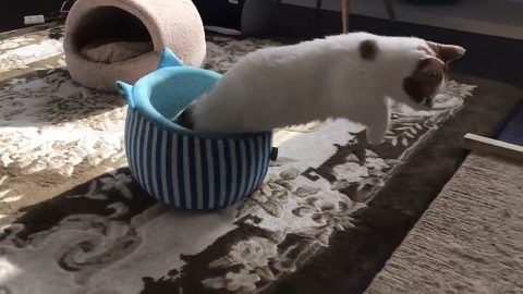 チロルくん 猫ベッド 猫カフェ&ギャラリーGATO