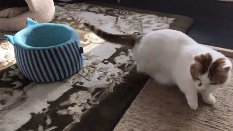 チロルくん 猫ベッド 猫カフェ&ギャラリーGATO