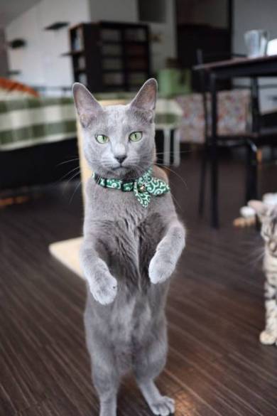 チロルくん 猫ベッド 猫カフェ&ギャラリーGATO